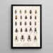 Insecta Rhynchota Hemiptera Heteroptera Pl 11 - Frederick DuCane Godman — indrammet kunstværk på væggen