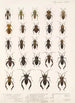 Insecta Rhynchota Hemiptera Heteroptera Pl 11 - Frederick DuCane Godman — visning af kunstværket