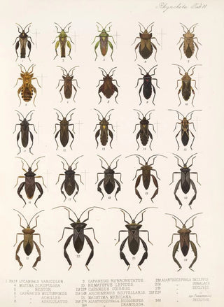 Frederick DuCane Godman - Insecta Rhynchota HemipteraHeteroptera Pl 11.webp