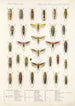Insecta Rhynchota Hemiptera Homoptera Pl 32 - Frederick DuCane Godman — visning af kunstværket