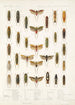 Insecta Rhynchota Hemiptera Homoptera Pl 33 - Frederick DuCane Godman — visning af kunstværket