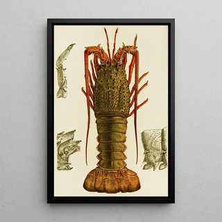 Frederick McCoy - Crustacea I.webp