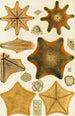 Echinodermes - Frederick McCoy — visning af kunstværket