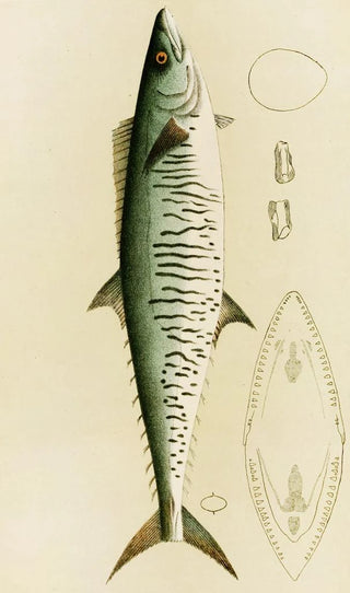 Frederick McCoy - Fishes I.webp