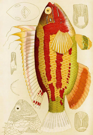 Frederick McCoy - Fishes III.webp