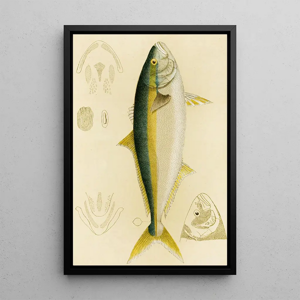 Frederick McCoy - Fishes IV.webp