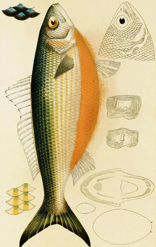 Frederick McCoy - Fishes IX.webp