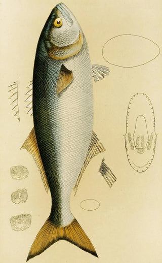 Frederick McCoy - Fishes VIII.webp