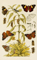 Insekter II - Frederick McCoy — visning af kunstværket