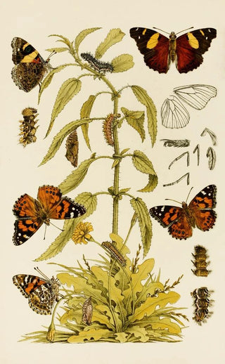 Frederick McCoy - Insects II.webp