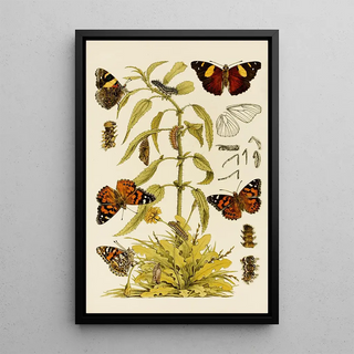 Frederick McCoy - Insects II.webp