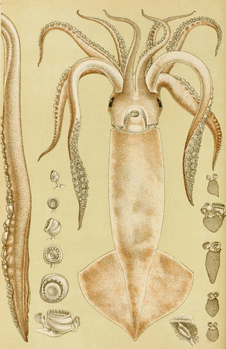 Frederick McCoy - Mollusca I.webp