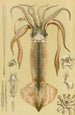 Mollusques II - Frederick McCoy — visning af kunstværket