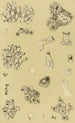 Bryozoaires I - Frederick McCoy — visning af kunstværket