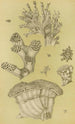 Bryozoaires II - Frederick McCoy — visning af kunstværket