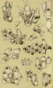 Bryozoaires V - Frederick McCoy | Maleri — visning af kunstværket