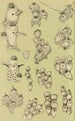 Bryozoaires VIII - Frederick McCoy — visning af kunstværket