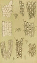 Bryozoaires X - Frederick McCoy — visning af kunstværket