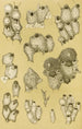 Bryozoaires XIV - Frederick McCoy — visning af kunstværket