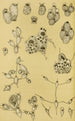 Bryozoaires XV - Frederick McCoy — visning af kunstværket