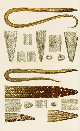 Frederick McCoy - Reptiles V.webp