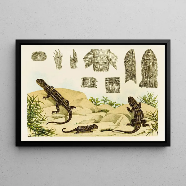 Frederick McCoy - Reptiles VII.webp