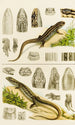 Reptiles VIII - Frederick McCoy — visning af kunstværket
