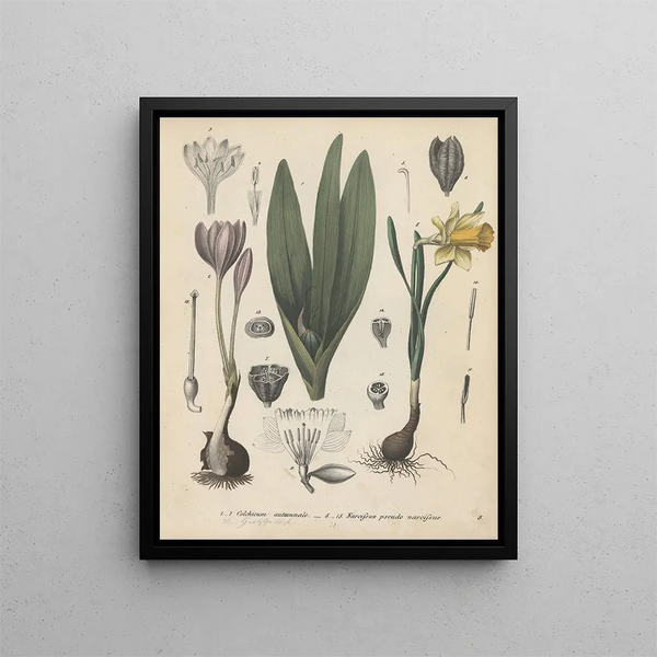 Friedrich Berge - GiftpflanzenBuch Pl03.webp