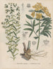 Book on Toxic Plants Pl54 - Friedrich Berge — visning af kunstværket