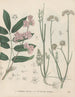 Livre des plantes toxiques Pl62 - Friedrich Berge — visning af kunstværket