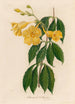Allamanda cathartica - Gaetano Savi — visning af kunstværket