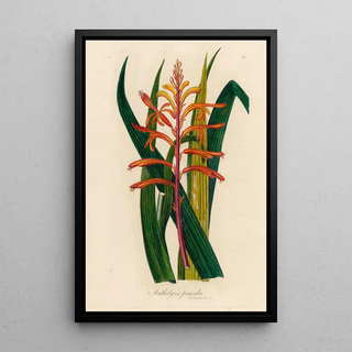 Gaetano Savi - Antholyza praealta.webp