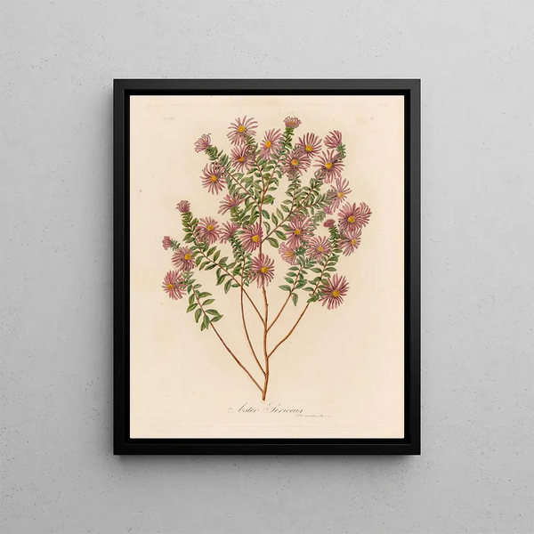 Gaetano Savi - Aster Sericeus.webp