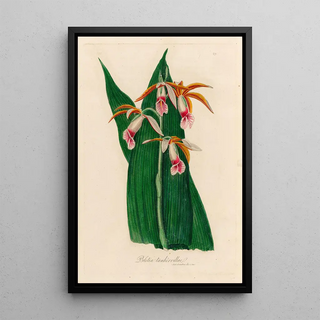 Gaetano Savi - Bletia tankervillae.webp