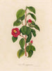 Camellia japonica - Gaetano Savi — visning af kunstværket
