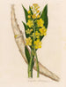 Cyrtopodium glutiniferum - Gaetano Savi — visning af kunstværket