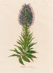 Echium candicans - Gaetano Savi — visning af kunstværket