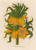 Fritillaria imperialis - Gaetano Savi — visning af kunstværket