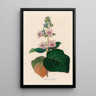 Gaetano Savi - Gloxinia maculata.webp