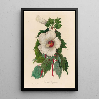 Gaetano Savi - Hibiscus Aquaticus.webp