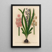 Hyacinthus orientalis flore simplici et pleno - Gaetano Savi — indrammet kunstværk på væggen