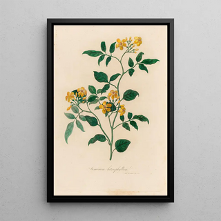 Gaetano Savi - Jasminum heterophyllum.webp