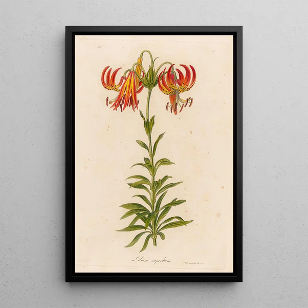 Gaetano Savi - Lilium superbum.webp