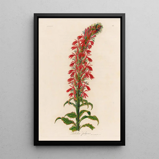 Gaetano Savi - Lobelia fulgens.webp