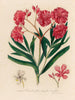 Nerium oleander i fuld blomstring - Gaetano Savi — visning af kunstværket