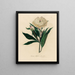 Paeonia albiflora i fuld flor - Gaetano Savi — indrammet kunstværk på væggen