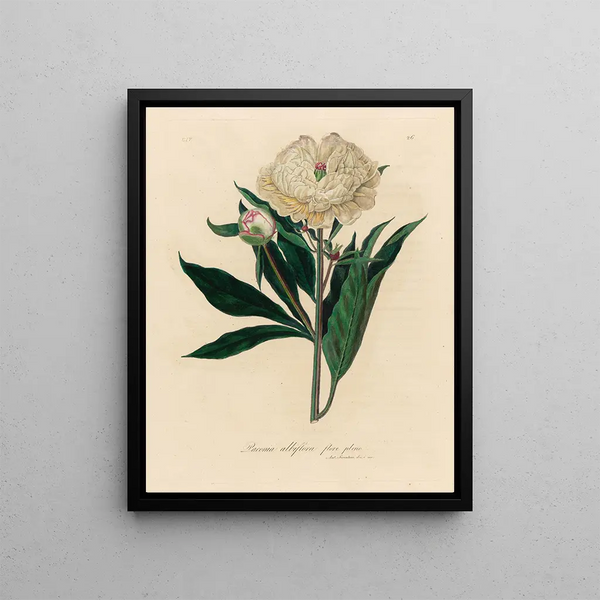 Gaetano Savi - Paeonia albiflora flore pleno.webp