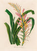 Pitcairnia lanuginosa - Gaetano Savi — visning af kunstværket