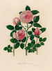 Rosa thea et variet - Gaetano Savi — visning af kunstværket