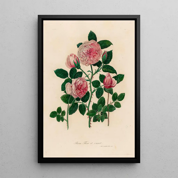Gaetano Savi - Rosa Thea et variet.webp